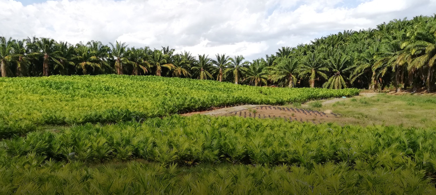 Kim Loong Anticipates Higher FFB Production