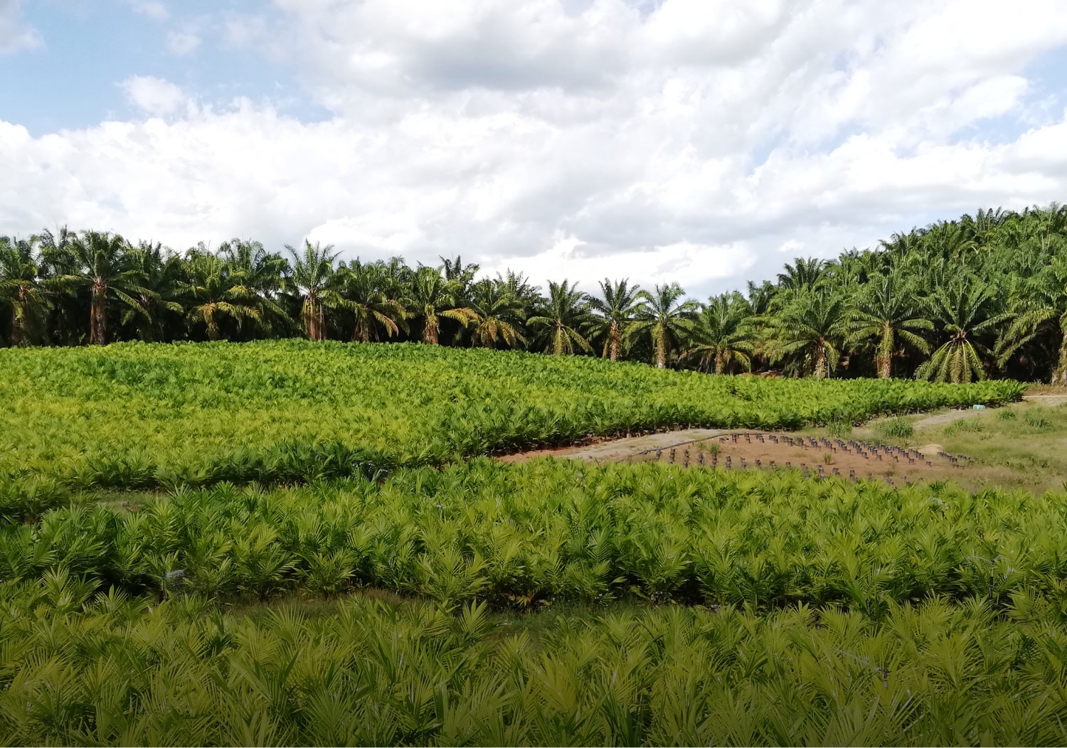 Kim Loong Anticipates Higher FFB Production