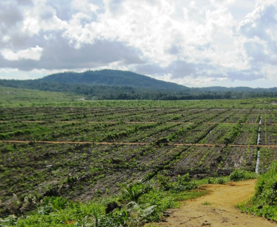 Zero Burning in Land Clearing