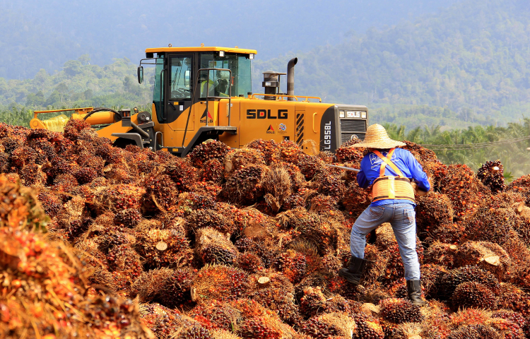 Management Capability