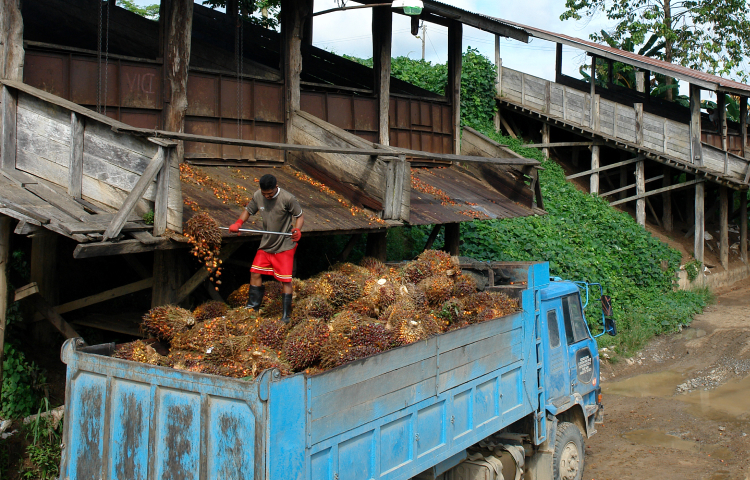 Palm Oil Milling