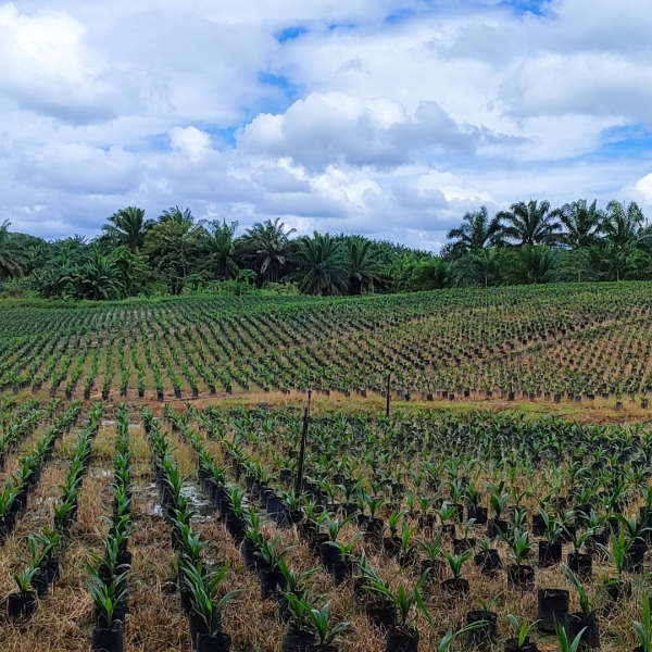 Zero Burning in Land Clearing