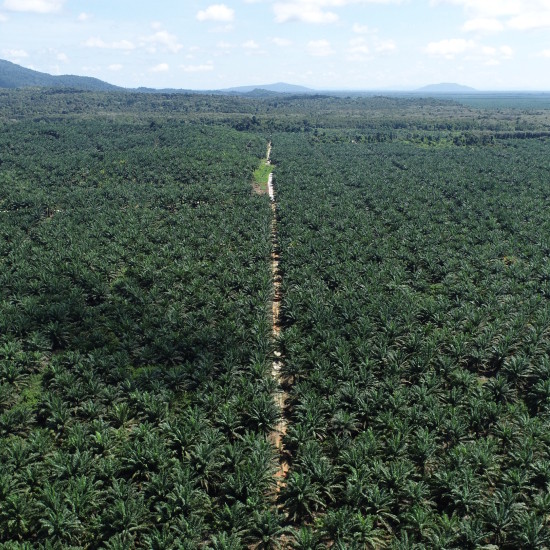 Zero Burning in Land Clearing