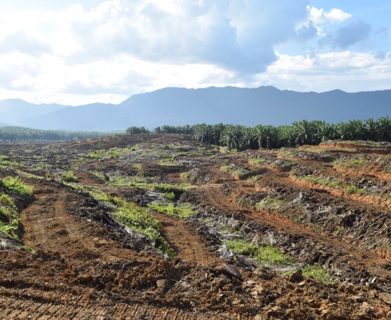Zero Burning in Land Clearing