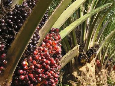 Kim Loong Anticipates Higher FFB Production