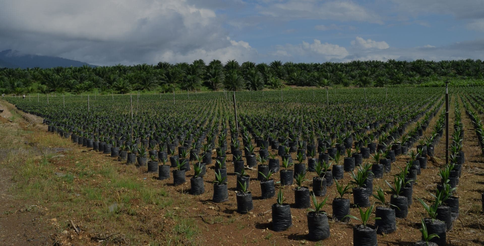 Desktop :: Home Masthead 02